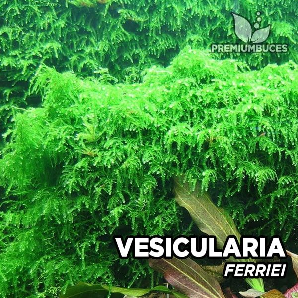 Vesicularia ferriei