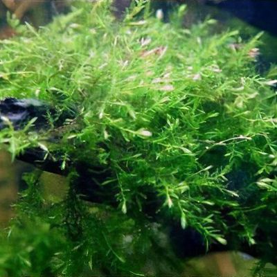 Fontinalis antipyretica