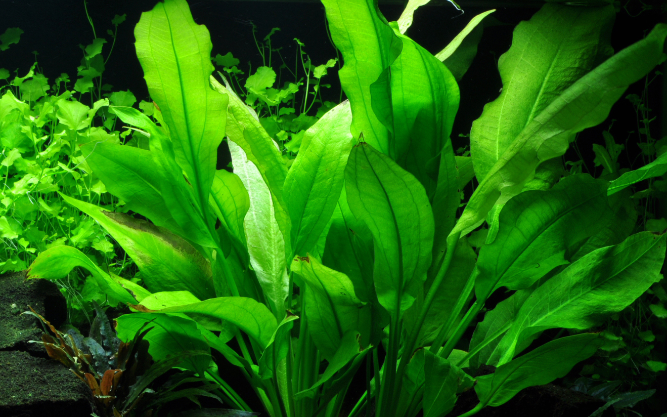 Amazon Sword aquarium plant