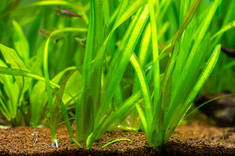 Vallisneria americana aquarium plant