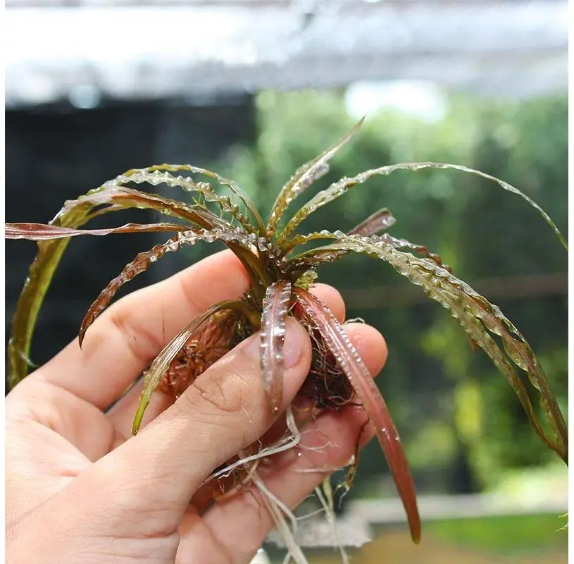 Cryptocoryne balansae aquarium plant