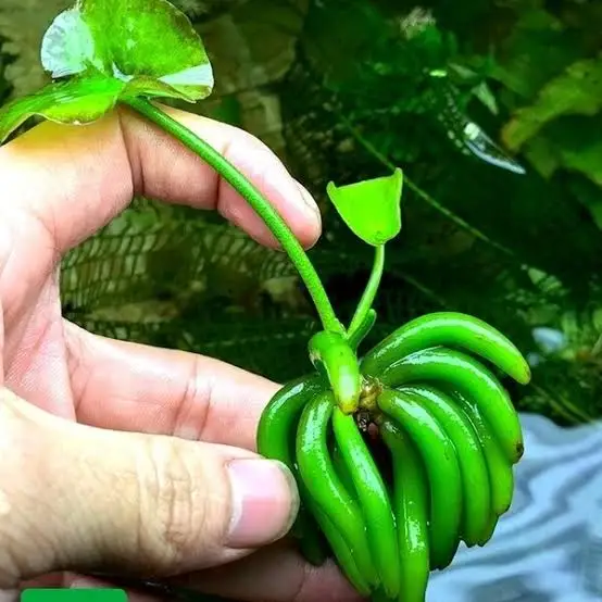 Nymphoides aquatica Banana Plant