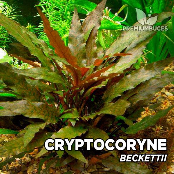 Cryptocoryne beckettii aquarium plant
