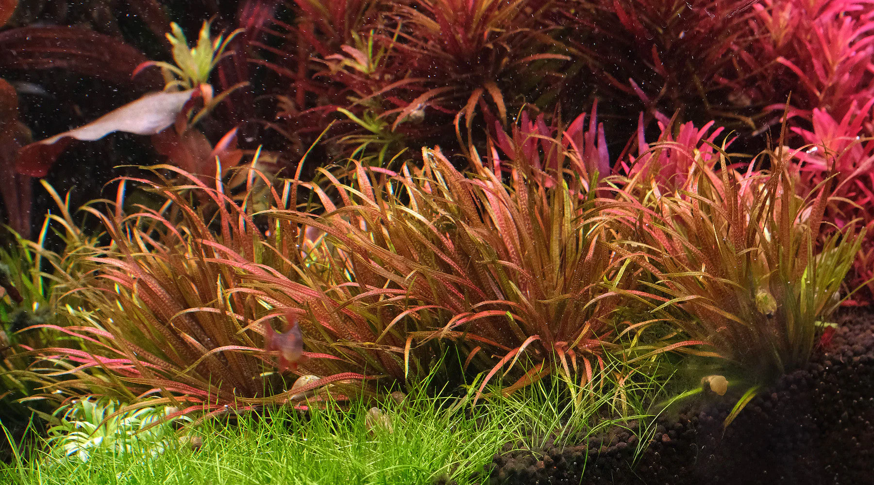 Blyxa japonica