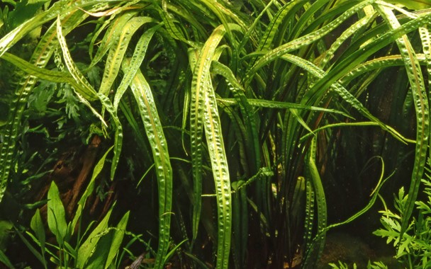 Cryptocoryne crispatula aquarium plant