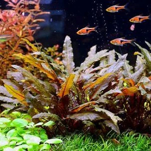 Brown Crypt aquarium plant