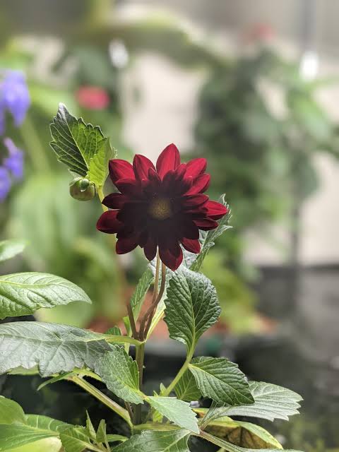 Dahlia spp. Tuber