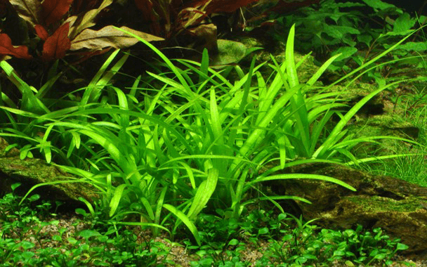 Dwarf Sagittaria aquarium plant