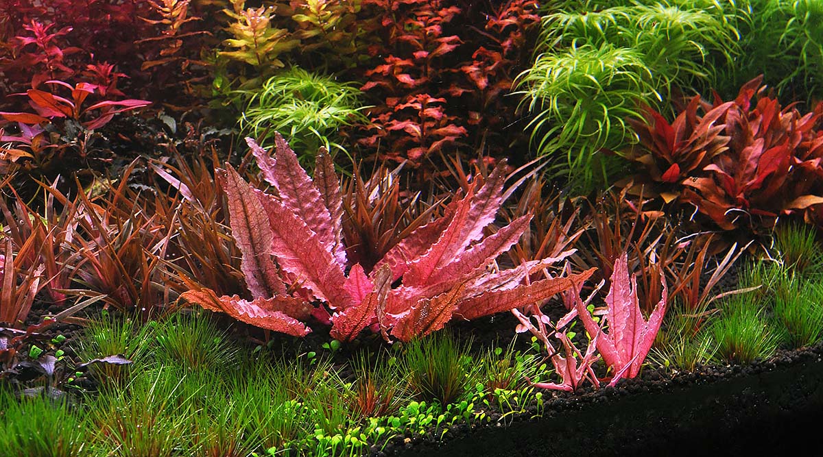Cryptocoryne wendtii Flamingo