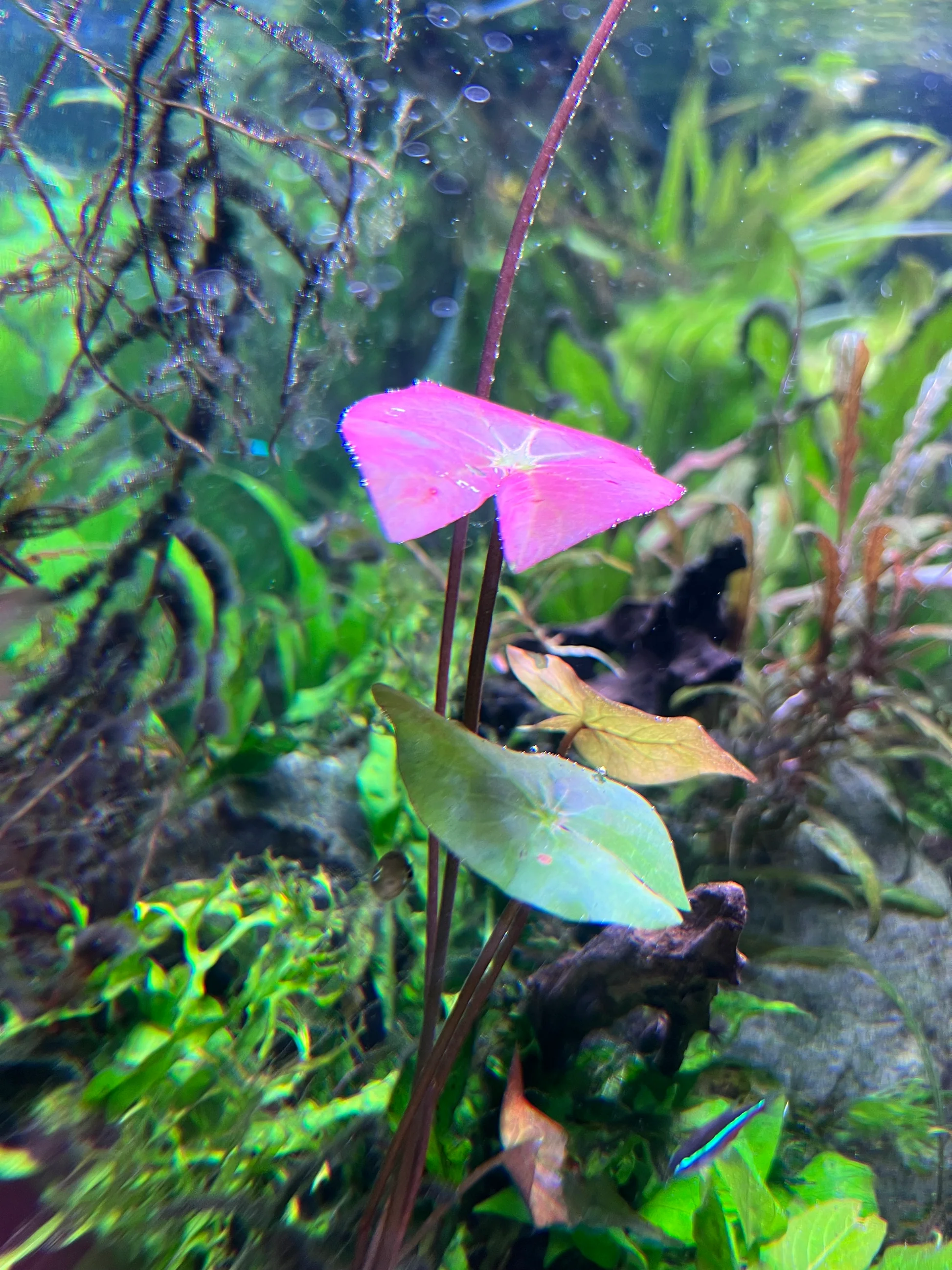 Nymphaea leibergii aquarium plant