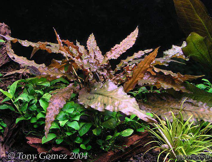 Cryptocoryne wendtii Mi Oya
