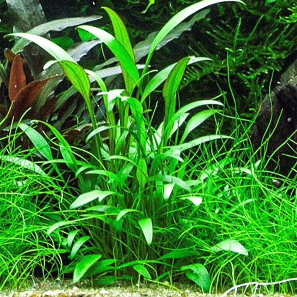Cryptocoryne nevillii aquarium plant
