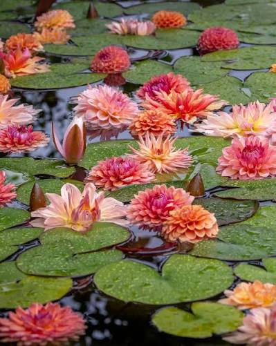 Nymphaea 'Dahlia'
