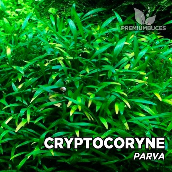 Cryptocoryne parva aquarium plant