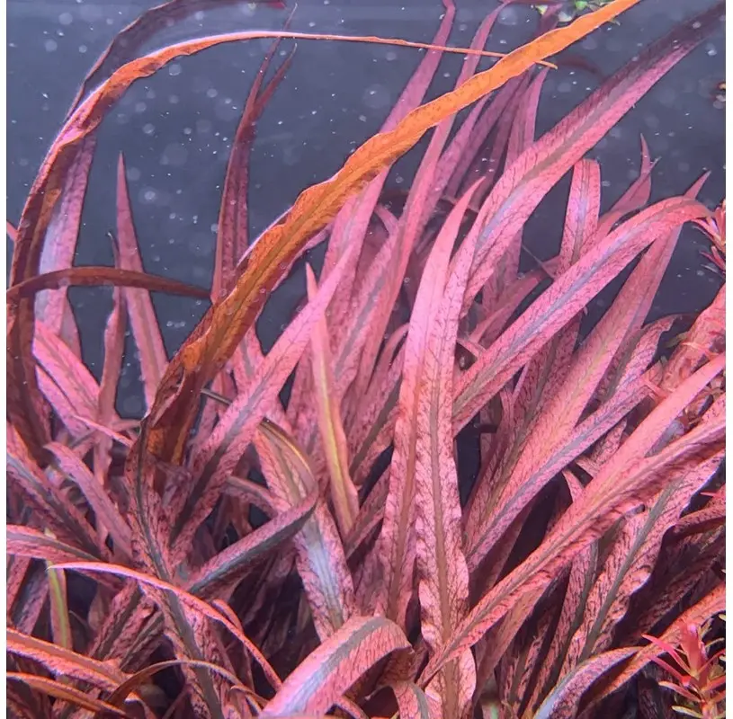 Cryptocoryne Pink Panther aquarium plant