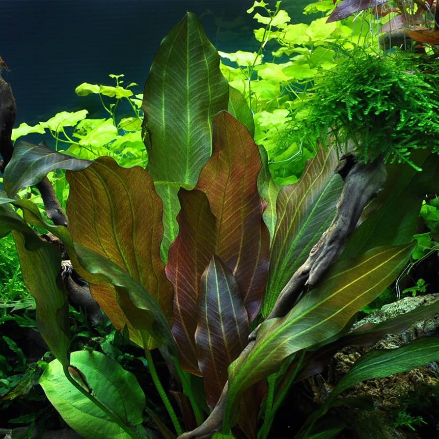 Echinodorus Reni