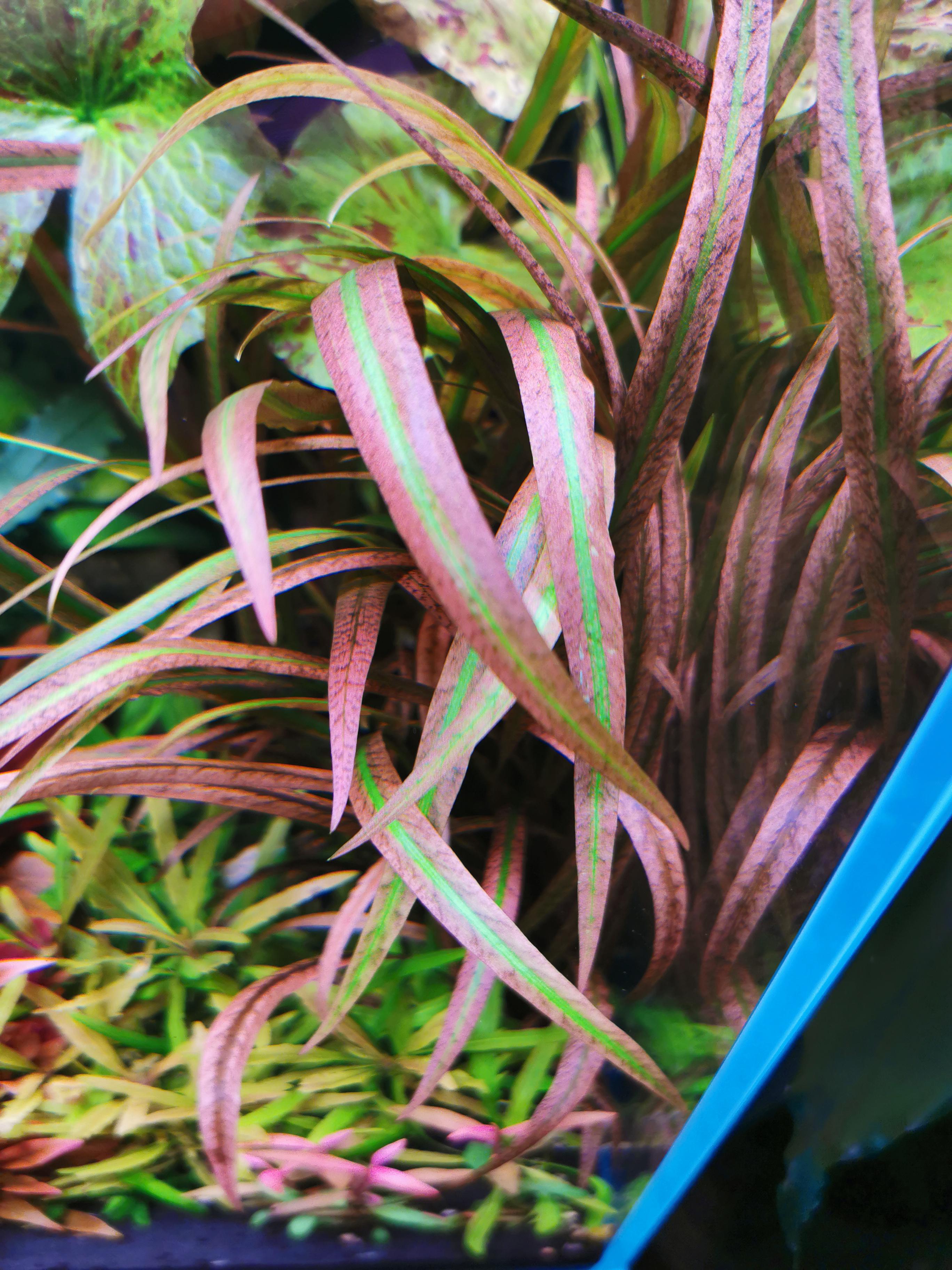 Cryptocoryne spiralis Red aquarium plant