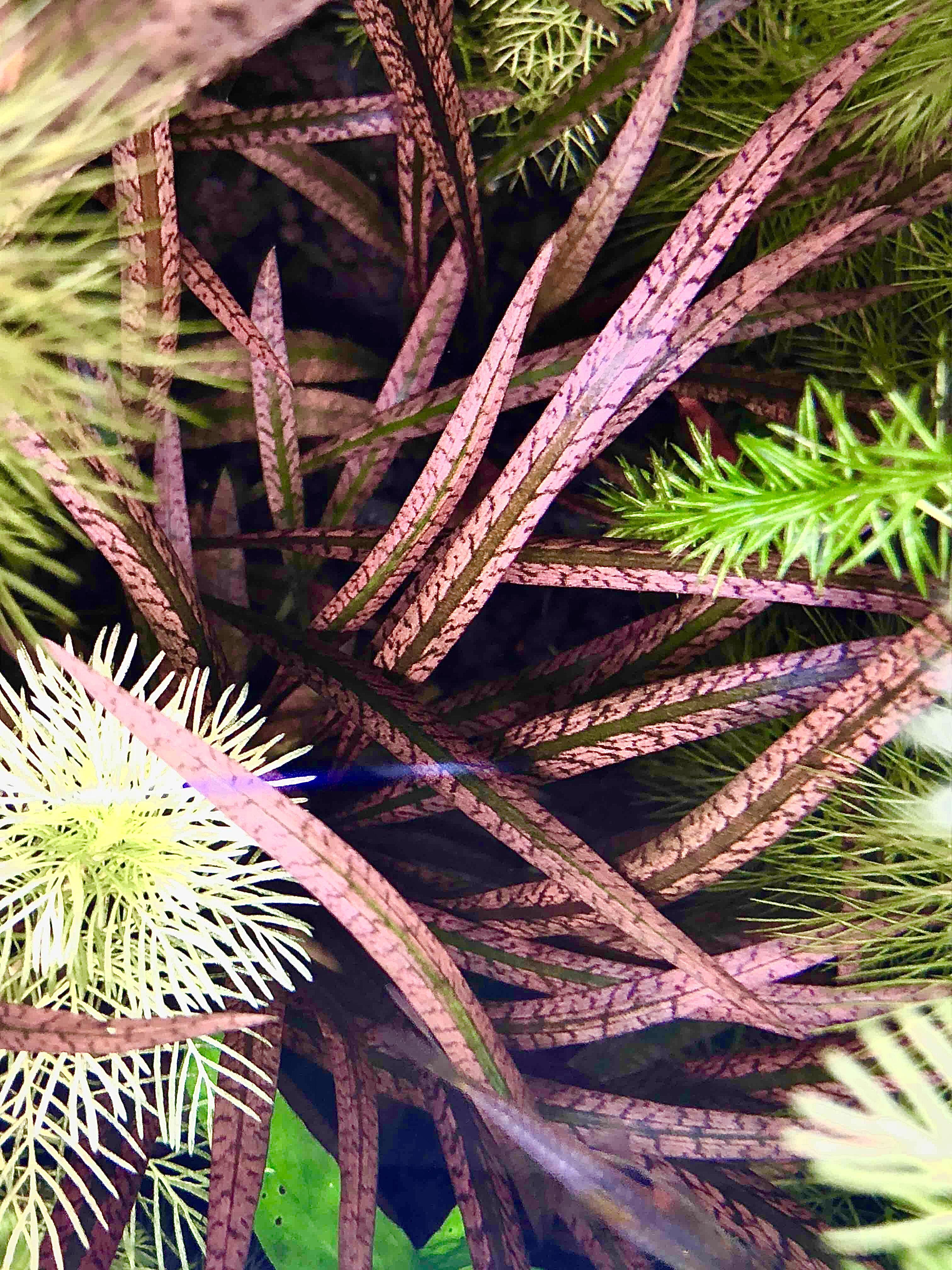 Cryptocoryne spiralis Tiger aquarium plant