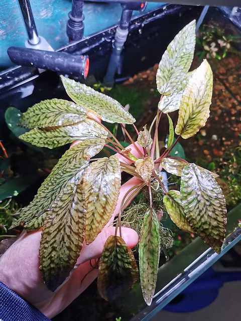 Cryptocoryne striolata aquarium plant