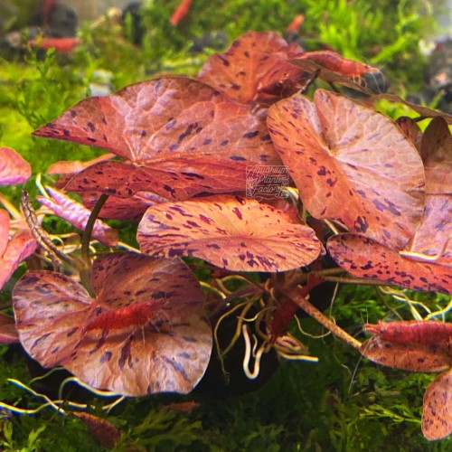 Tiger Lotus aquarium plant