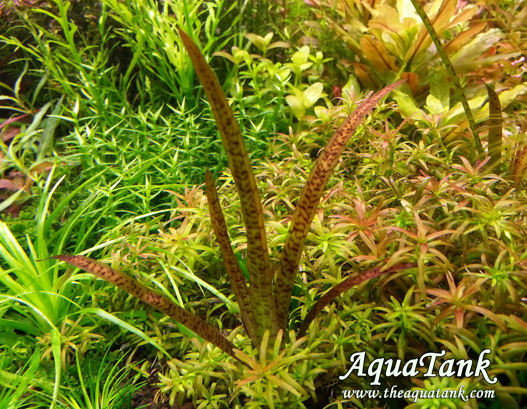 Vallisneria spiralis Leopard