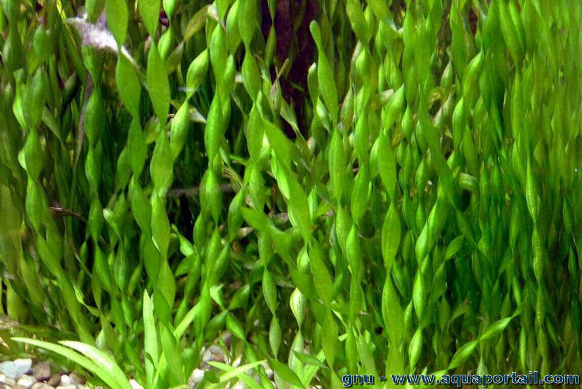 Vallisneria tortifolia