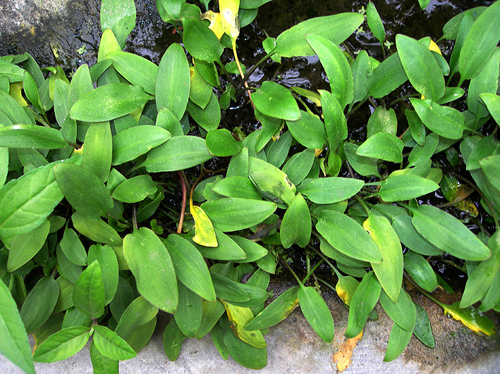 Cryptocoryne willisii aquarium plant