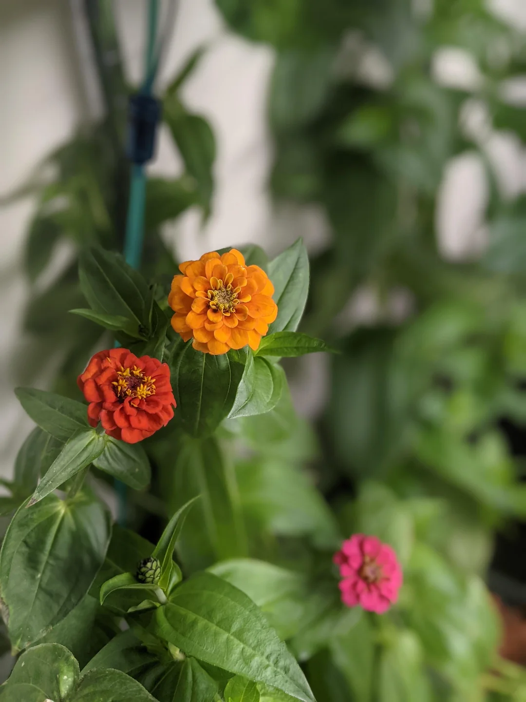Zinnia elegans