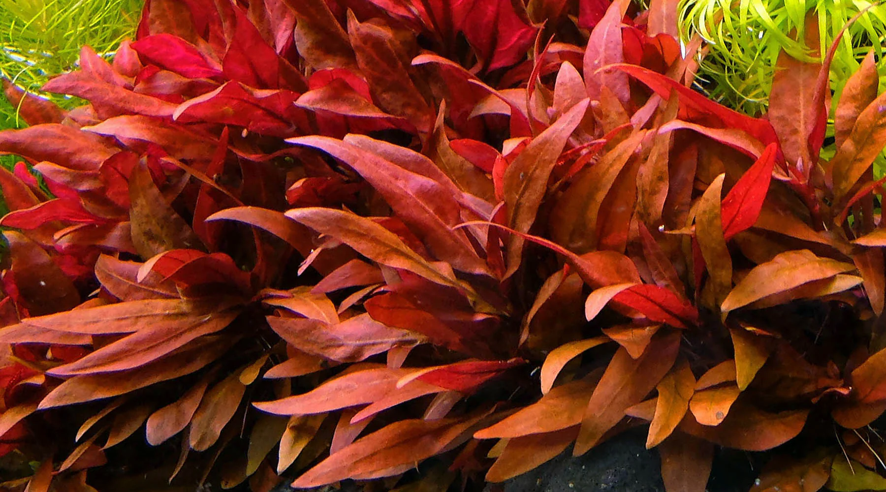 Alternanthera reineckii
