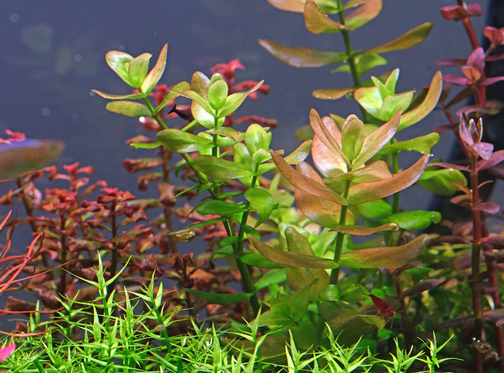 Bacopa caroliniana