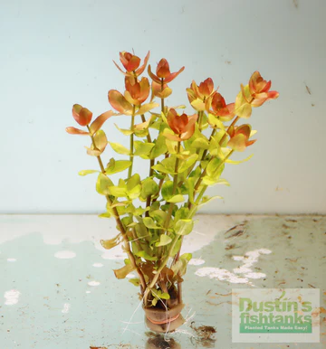 Bacopa caroliniana Yellow Flame