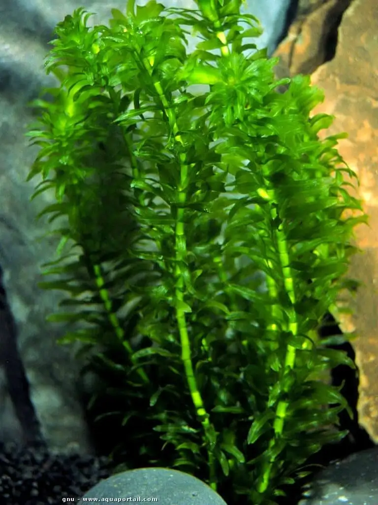 Egeria densa