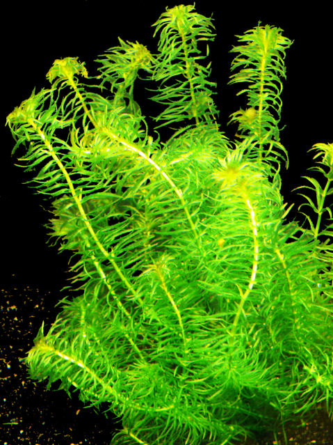 Egeria najas