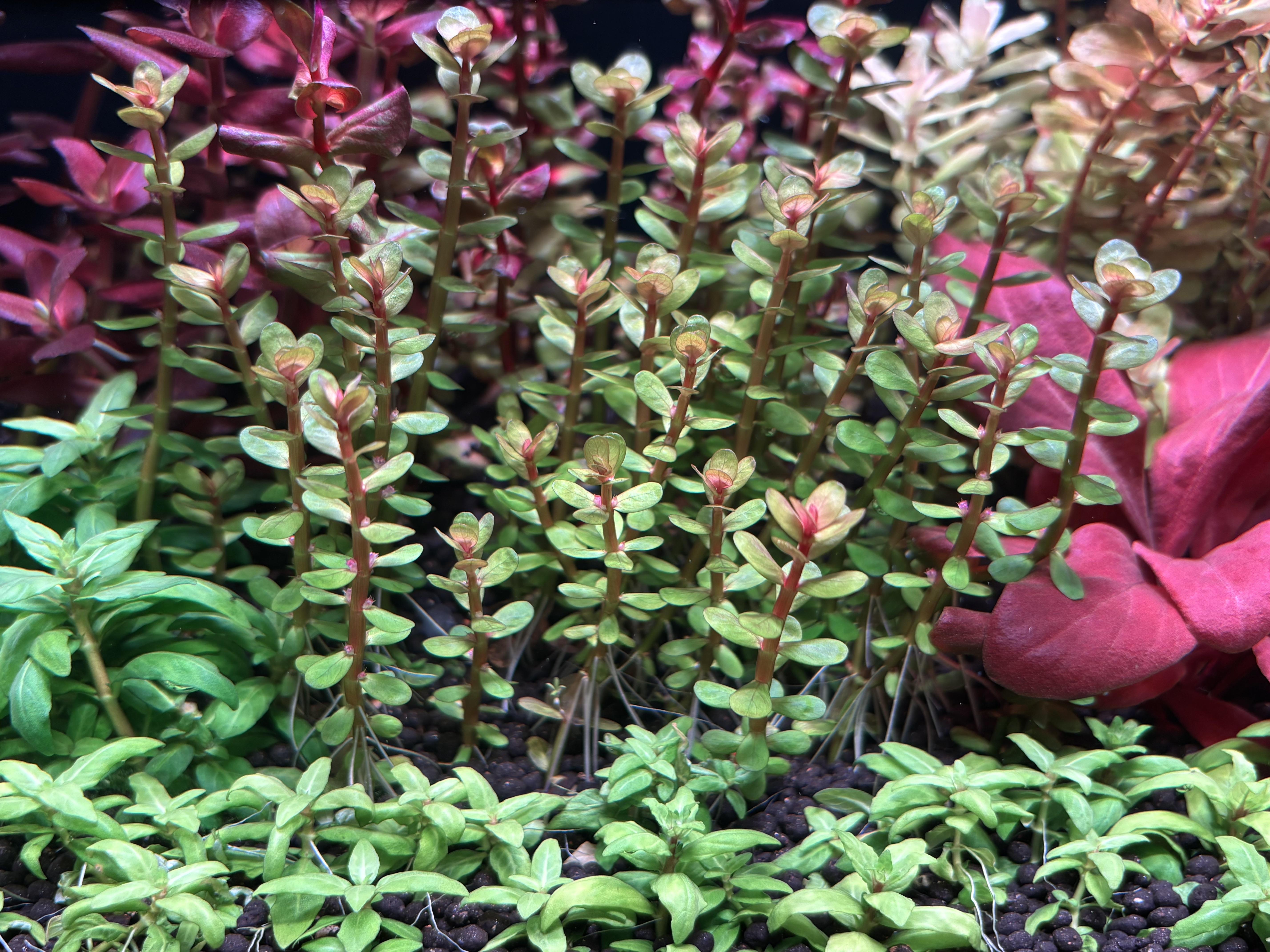 Rotala indica aquarium plant