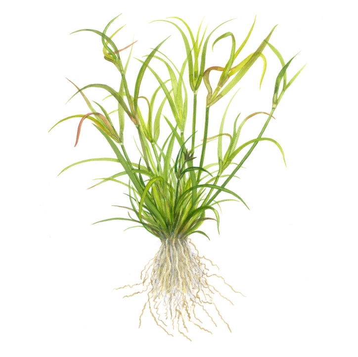 Juncus repens