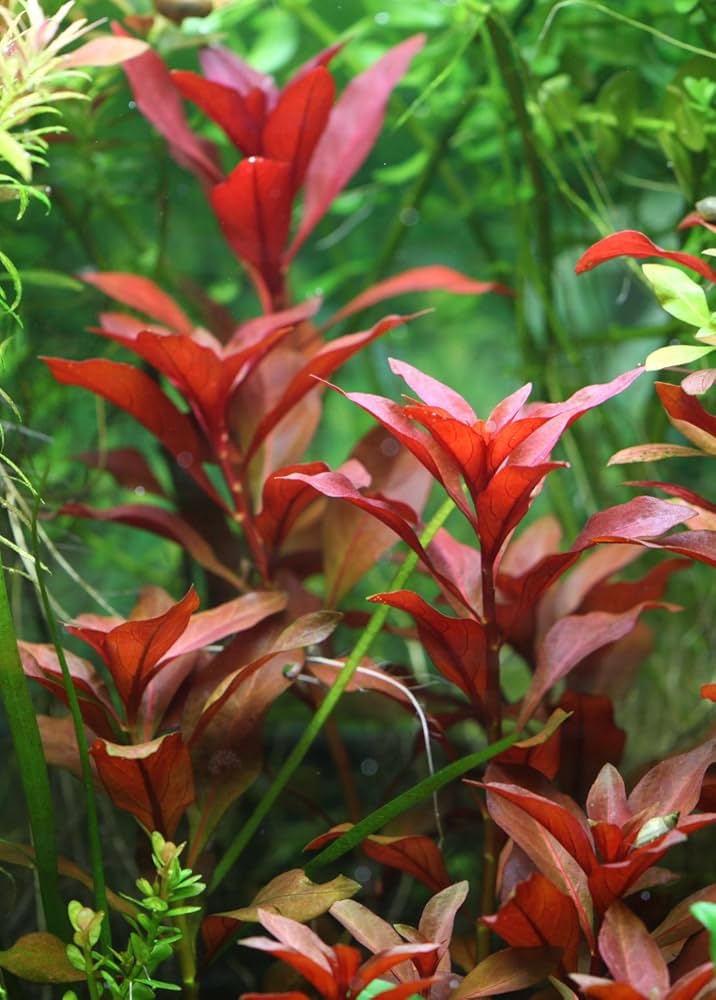 Ludwigia repens