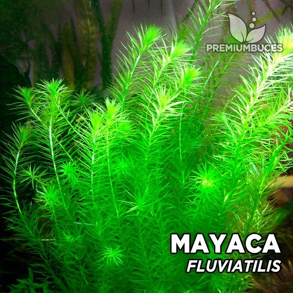 Mayaca fluviatilis