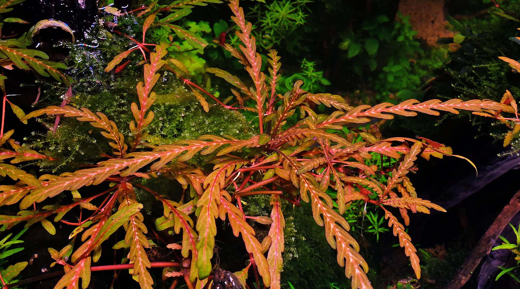 Hygrophila pinnatifida