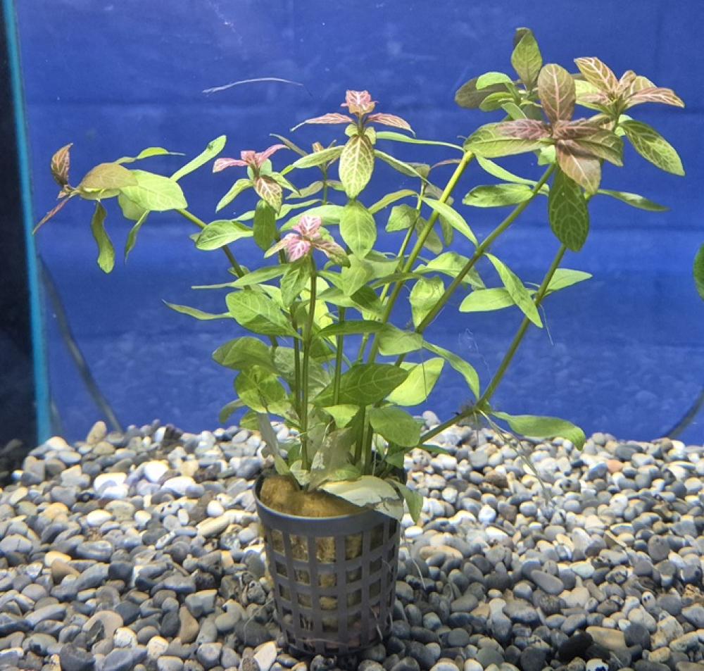 Hygrophila rosae australis
