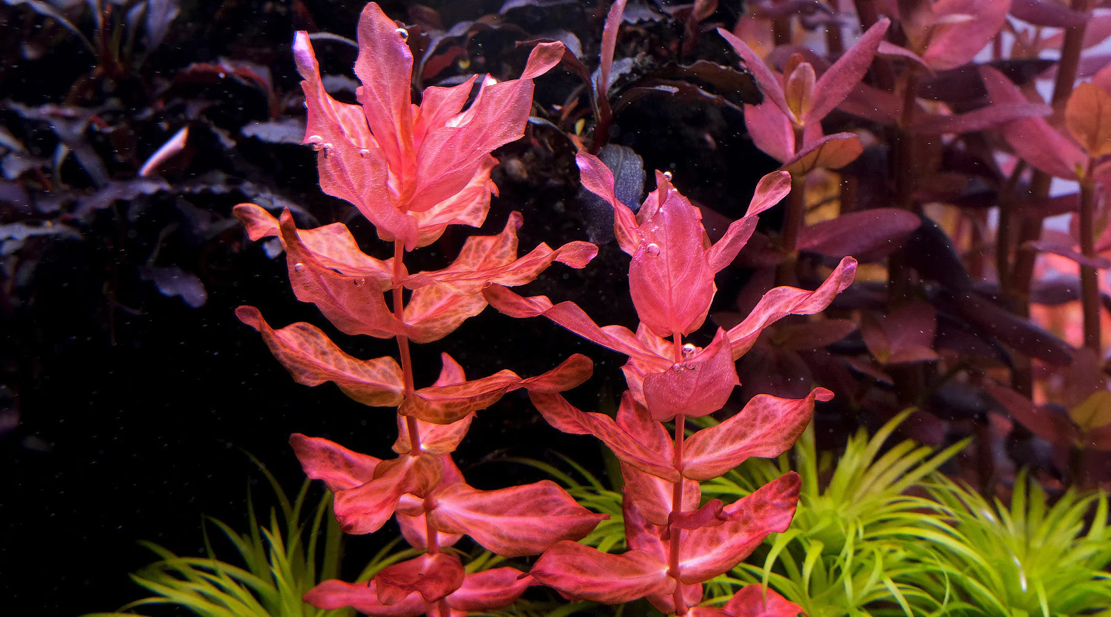 Rotala macrandra