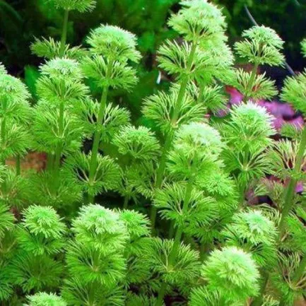 Limnophila sessiliflora