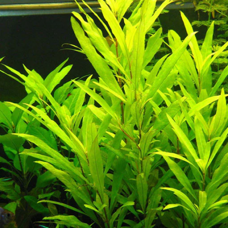 Hygrophila siamensis