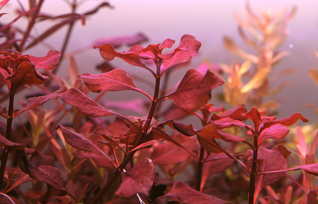Ludwigia palustris Super Red
