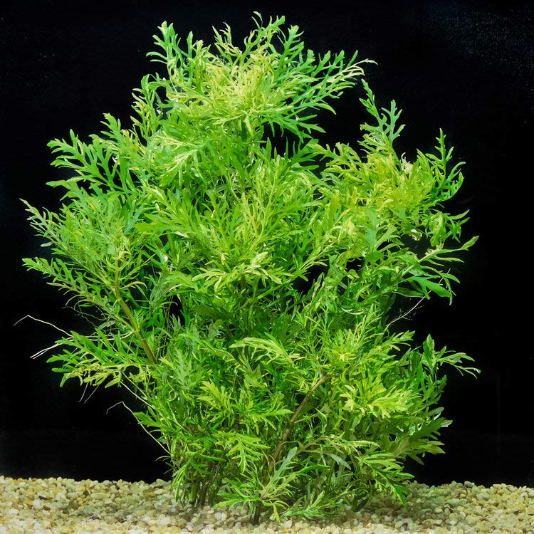 Hygrophila difformis