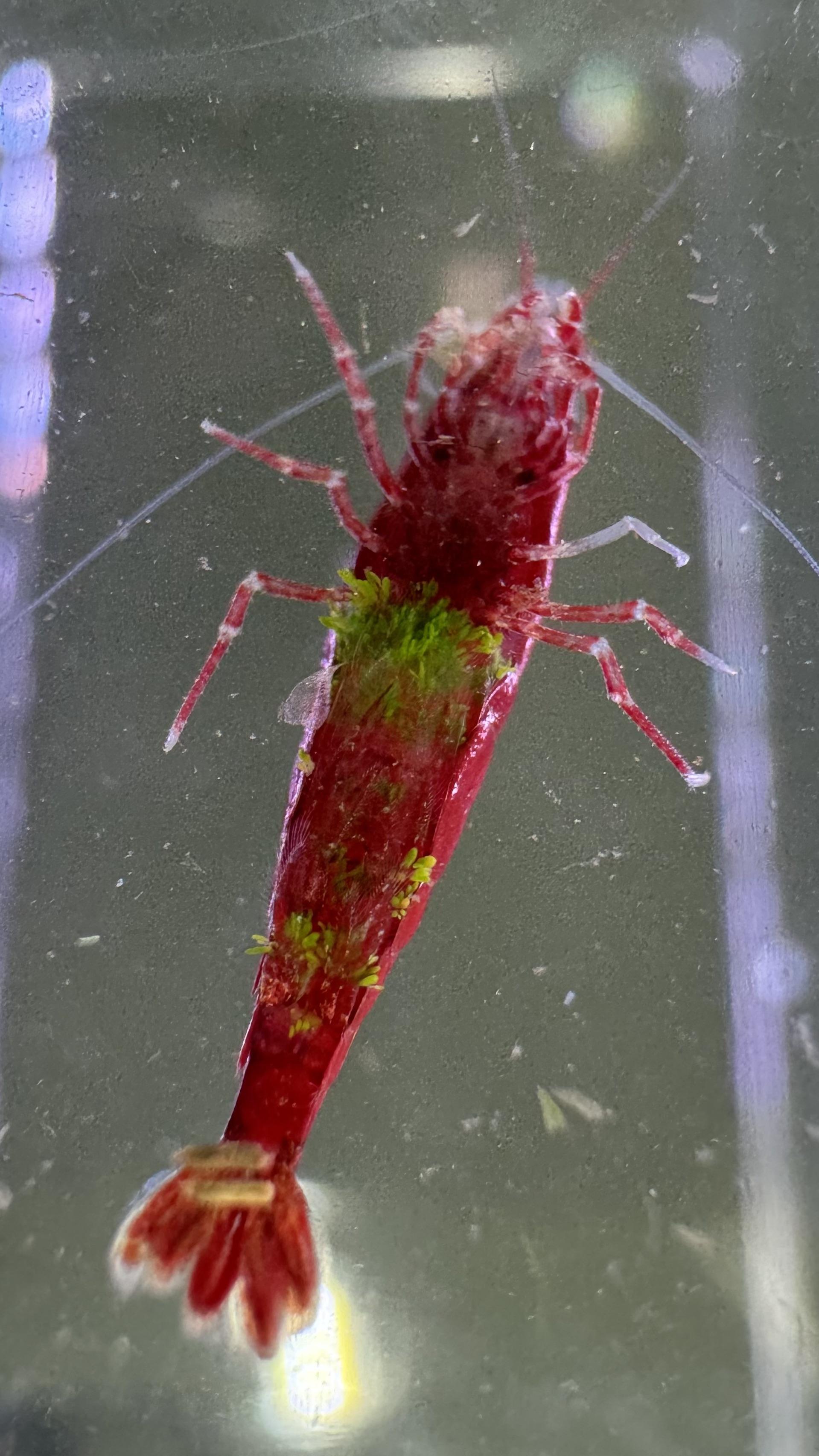 Cladogonium Disease