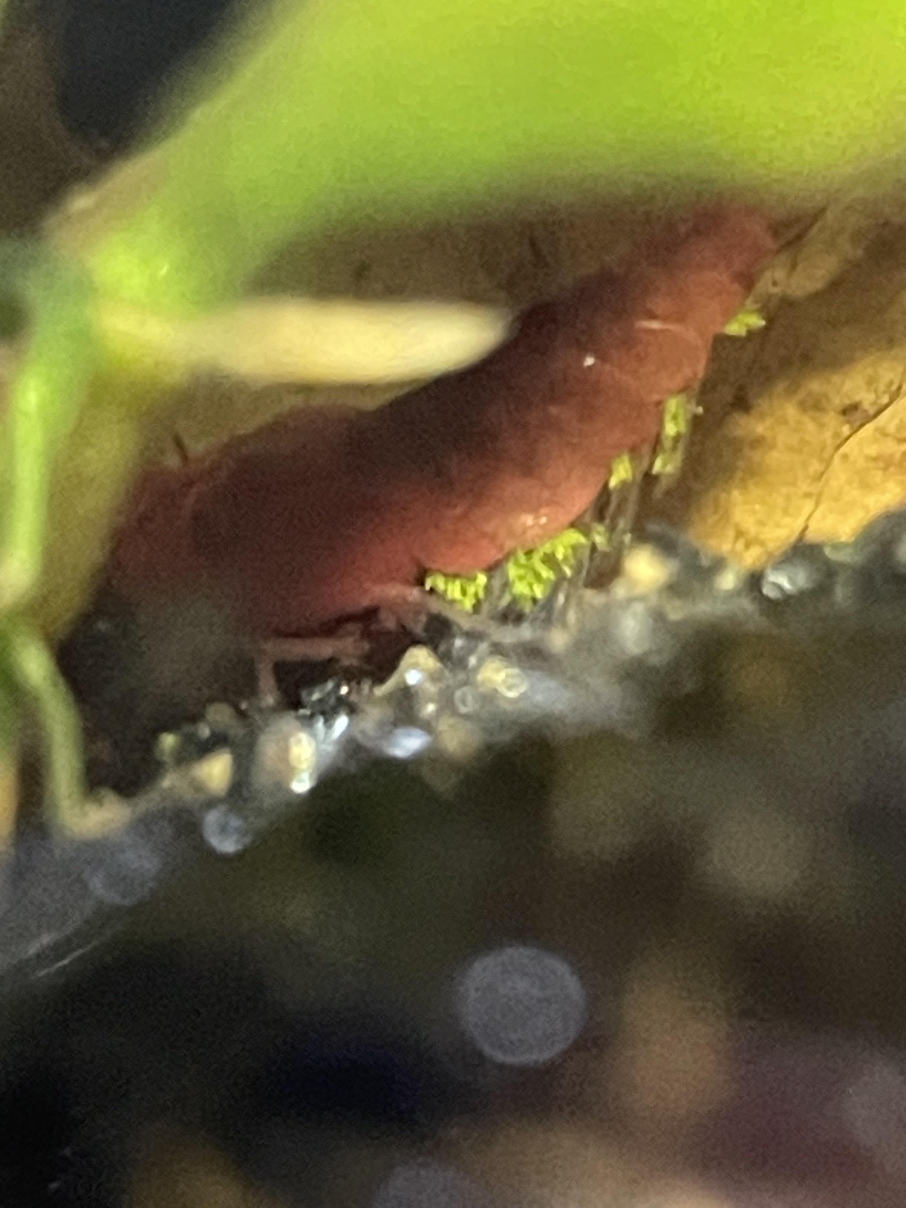 Cladogonium Disease