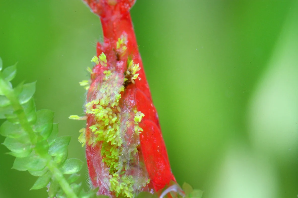 Shrimp Ellobiopsidae