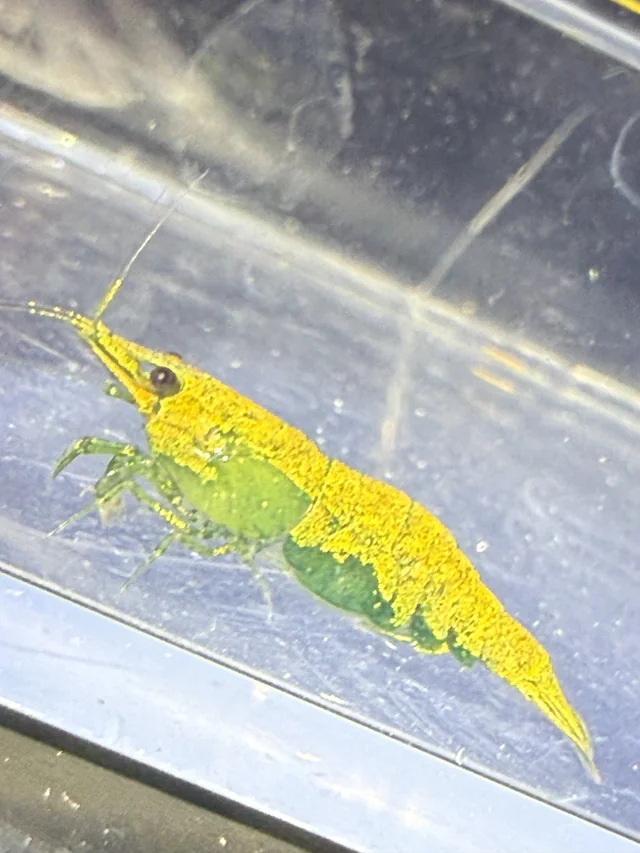 Ellobiopsidae infection on shrimp