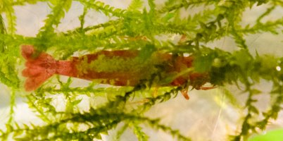 Ellobiopsidae infection on shrimp