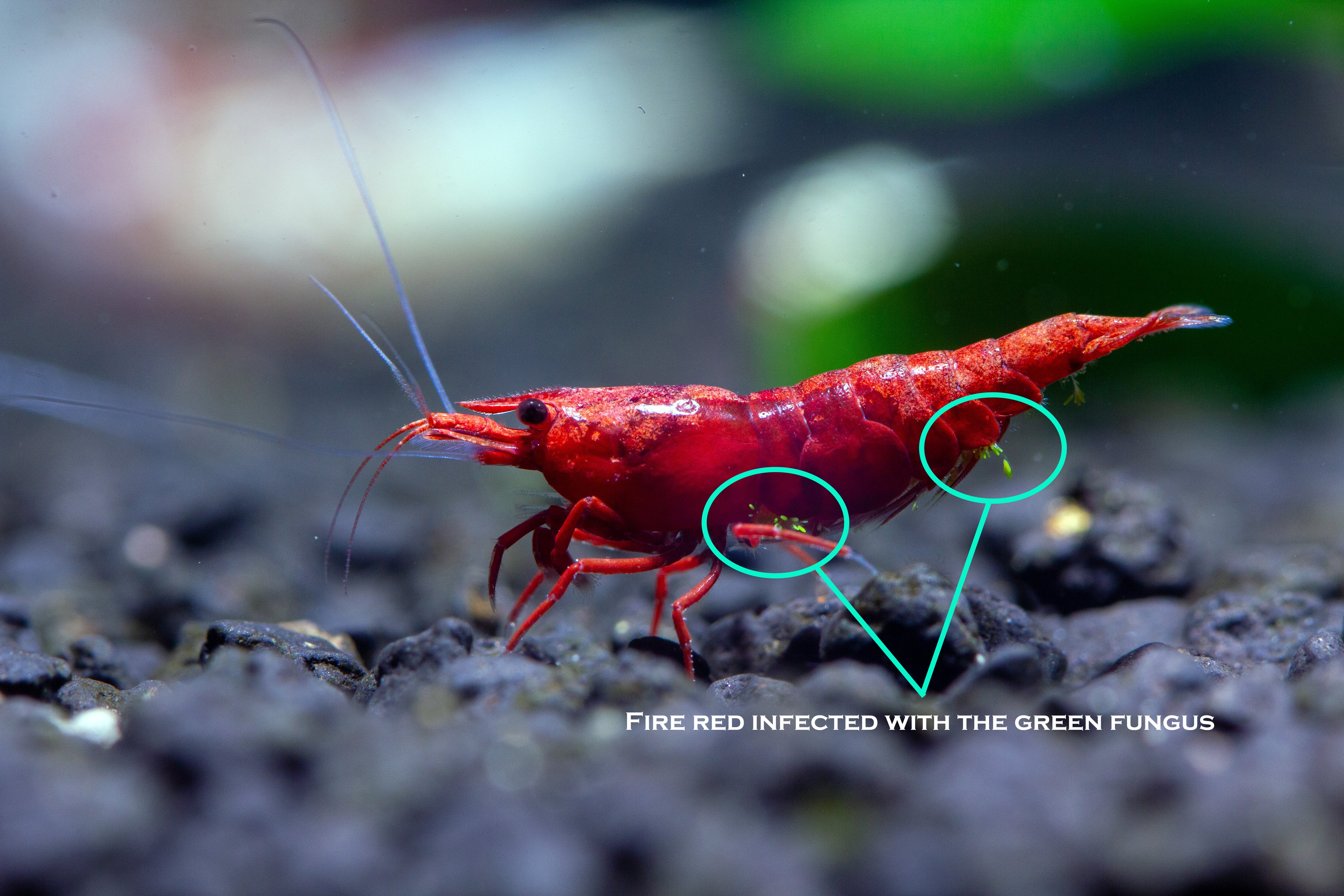 Ellobiopsidae infection on shrimp